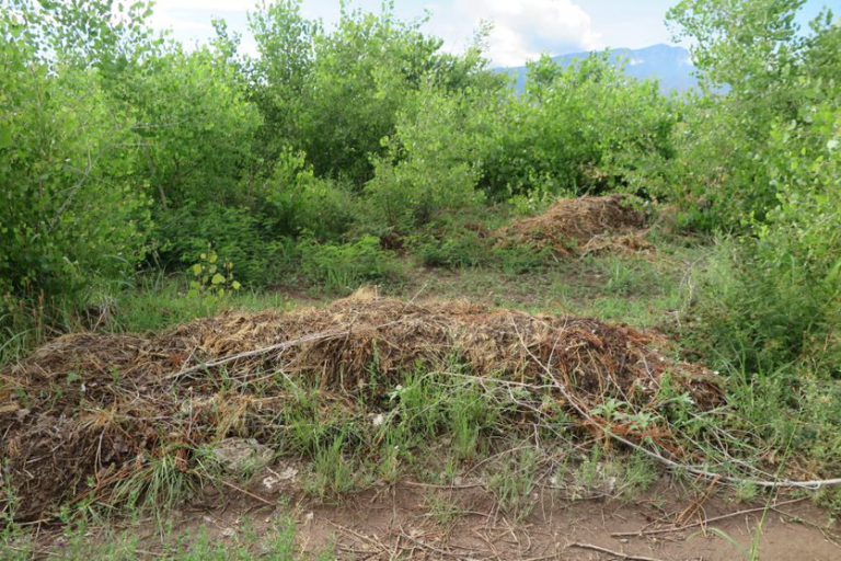 North Cottonwood Plantation Dump