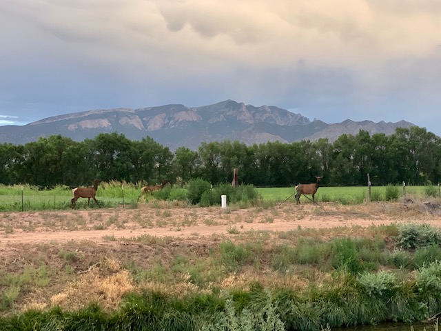 Elk visiting the fields (photo by April Armijo)