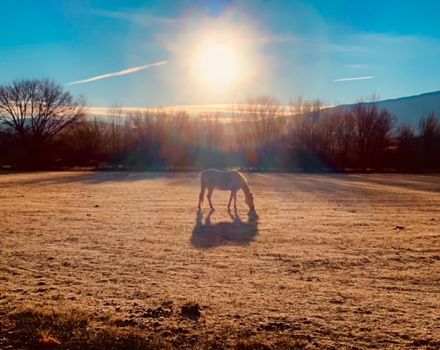 horse and a clear day (photo by April Armijo)