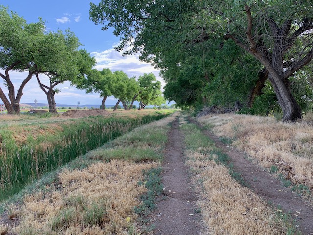 cottonwoods and irrigation (photo by April Armijo)