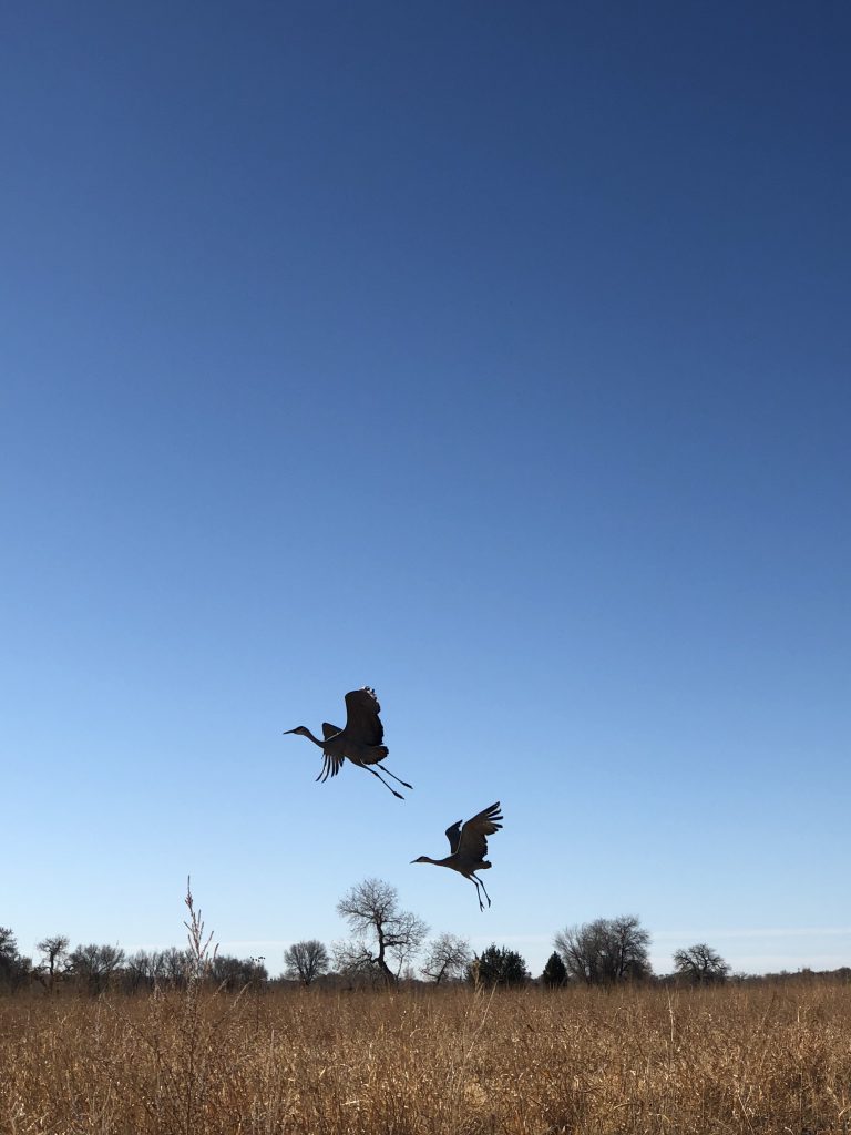 Cranes taking flight (photo by Charlene Pino)