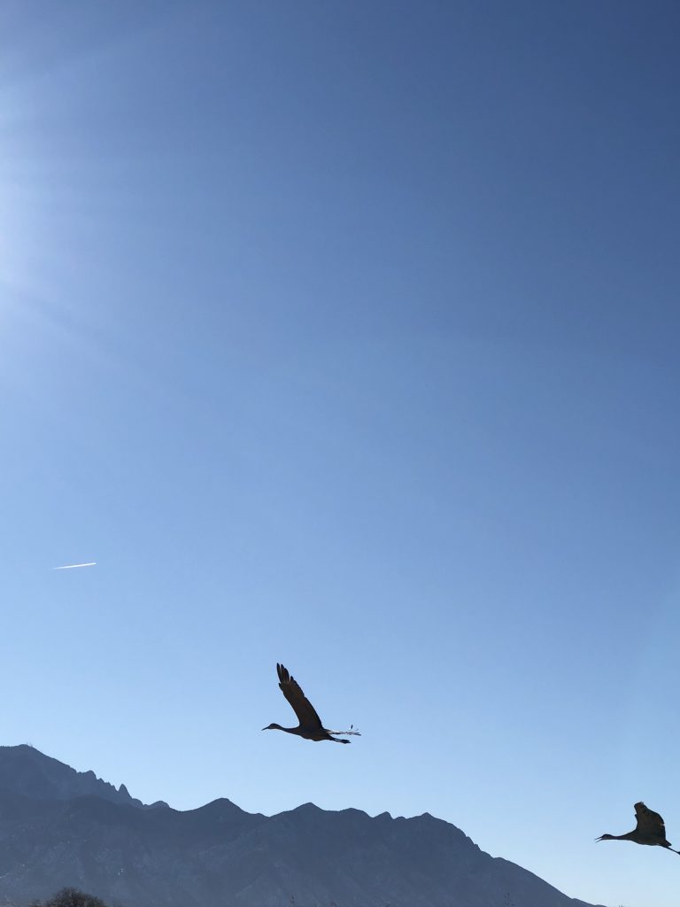 Cranes and the Sandias (photo by Charlene Pino)