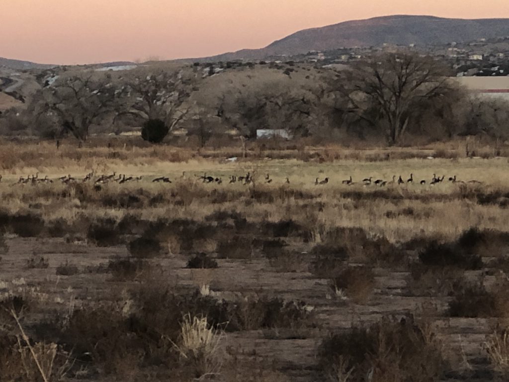 Geese (photo by Charlene Pino)