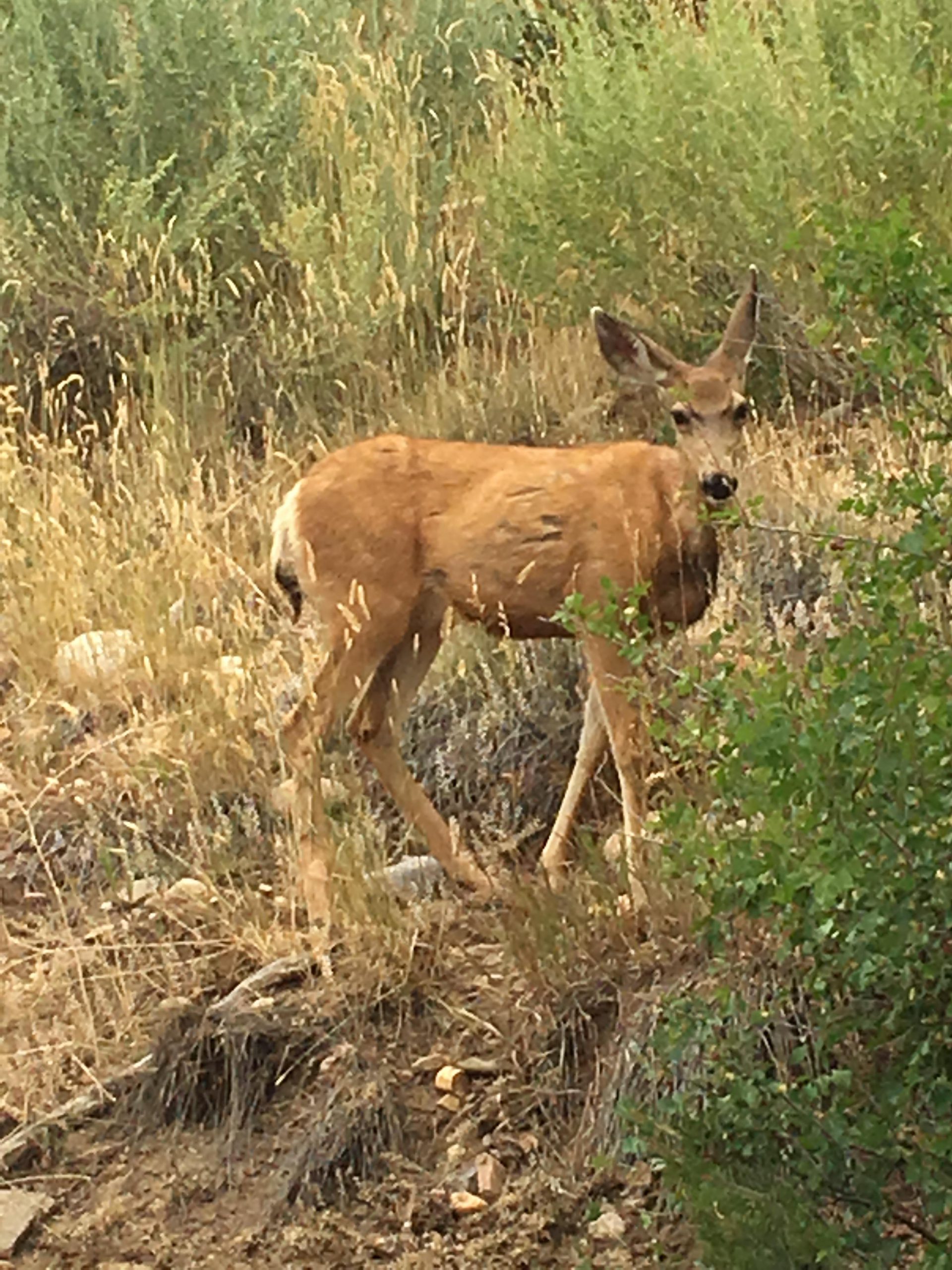 Doe (photo by Corrine Yepa)