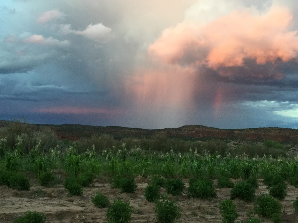 Crops and an incoming rainstorm (photo by Corrine Yepa)