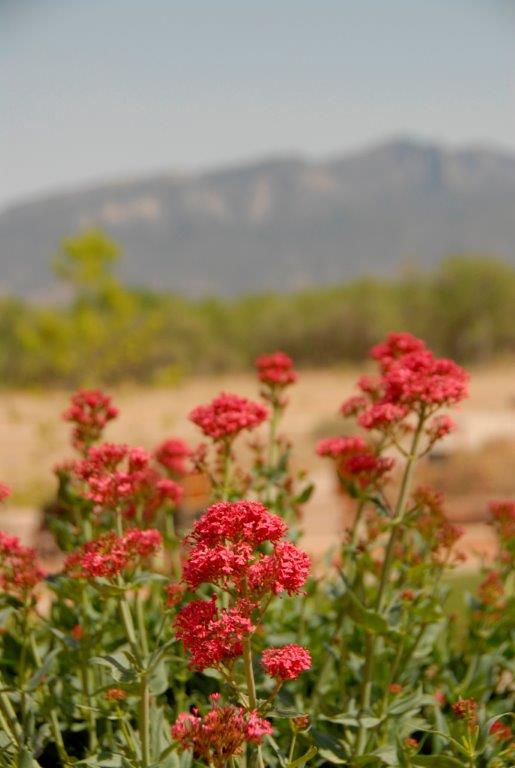 Flowers in bloom and the Sandias (photo by Corrine Yepa)