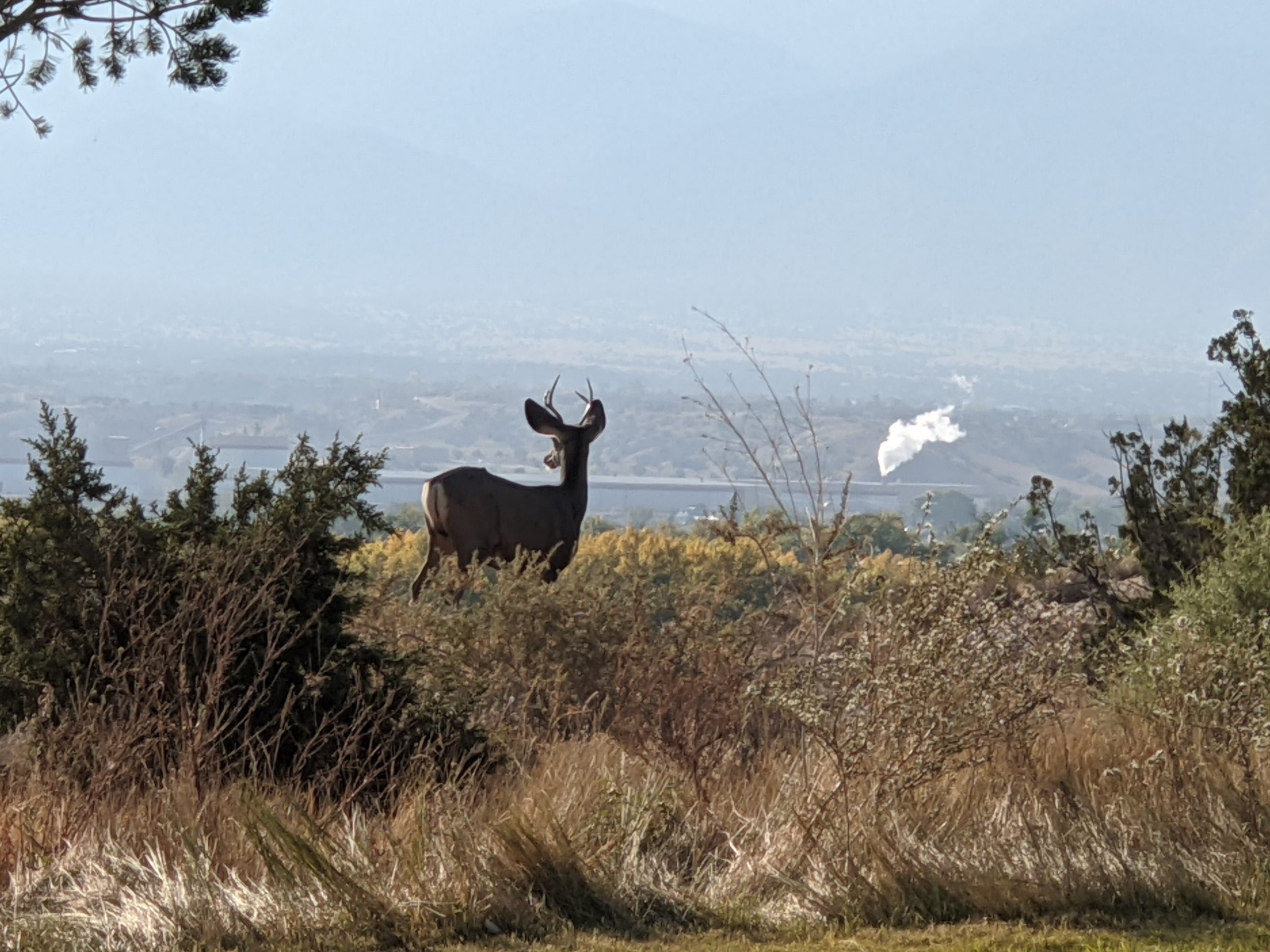 This deer takes in the view that can become obstructed by emission sources such as the Gypsum Wallboard Plant (photo by Eric Baca)