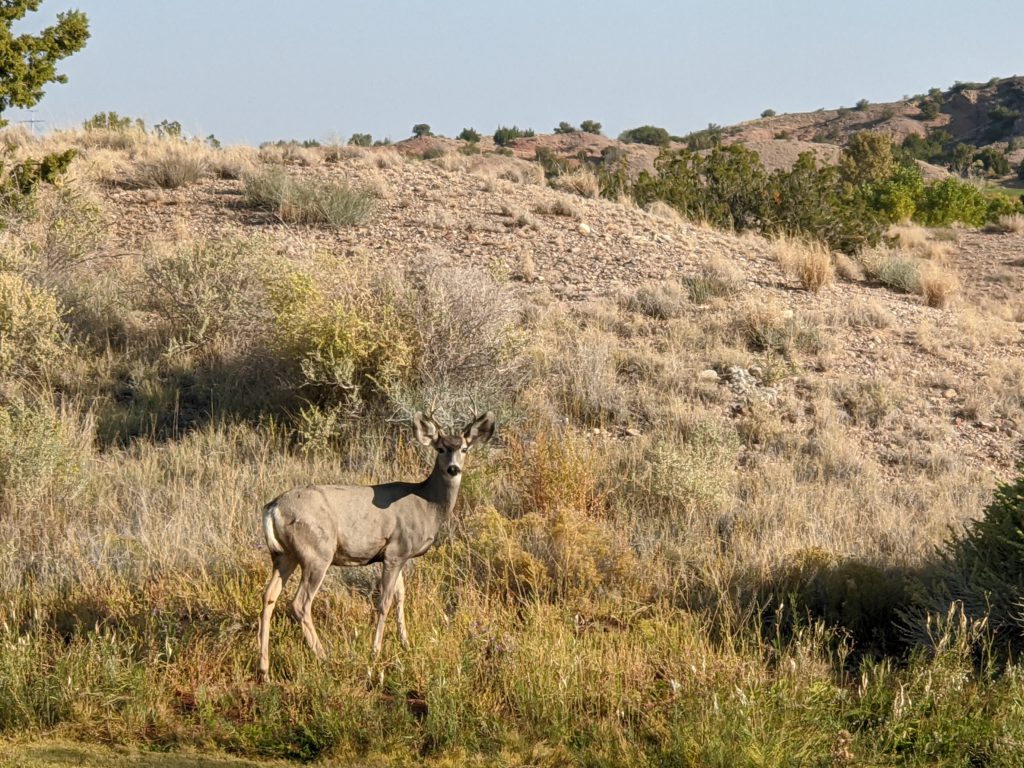 Young buck (photo by Eric Baca)