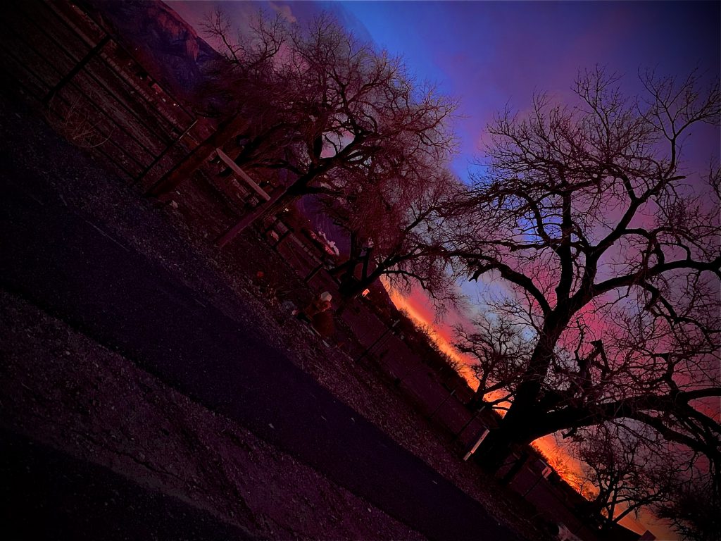 Sunset and cottonwoods (photo by Jamie Naranjo)