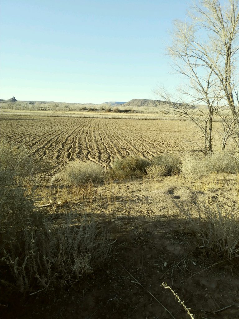 Field in North Ranchitos recently disked (photo by Marge Garcia)