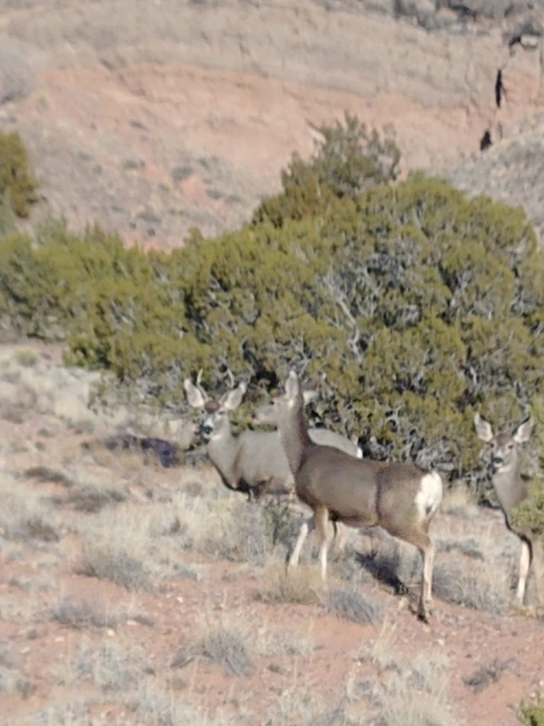 Group of deer (photo by Simon Garcia)