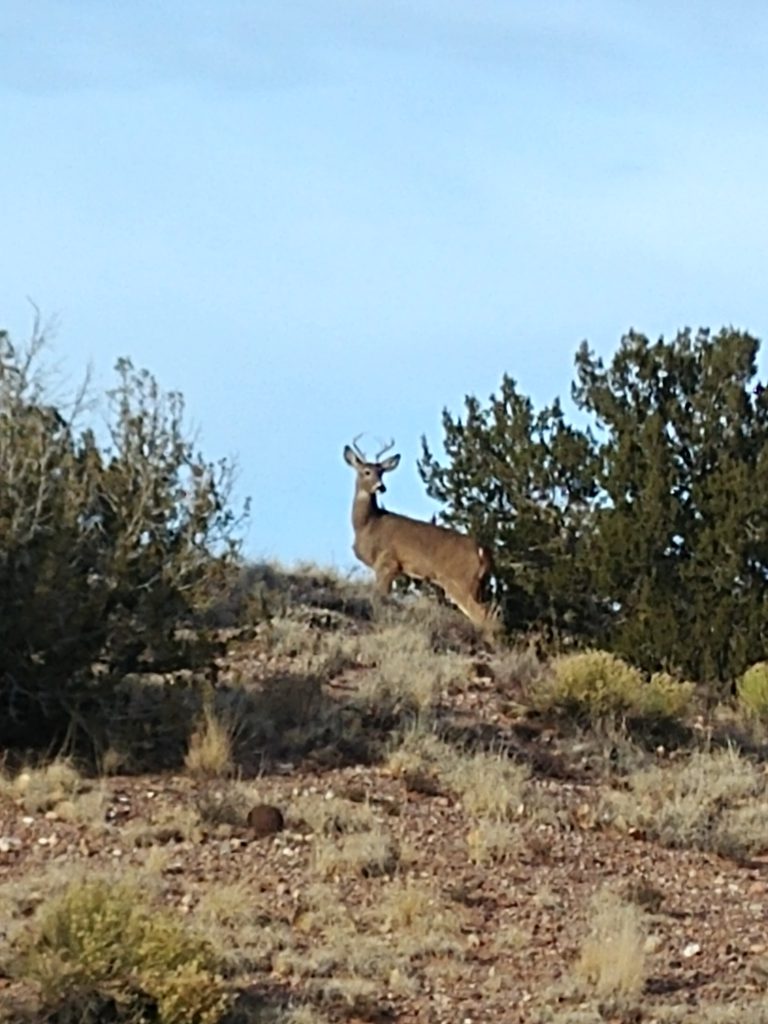 Young buck (photo by Simon Garcia)